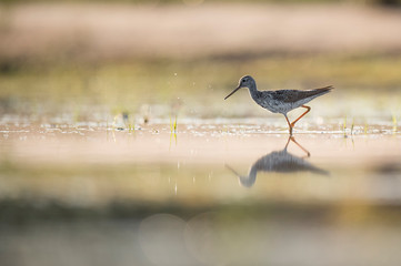 A Lesser Yellowlegs wades in the shallow water in the early morning sunlight with a calm reflection.
