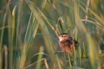 A tiny and cute Marsh Wren perched in the bright green marsh grasses.
