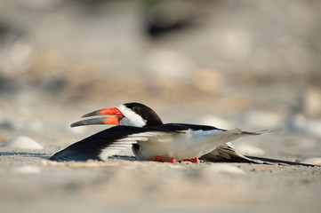 A Black Skimmer fakes a wing injury on a sandy beach to lure predators away from the nest.