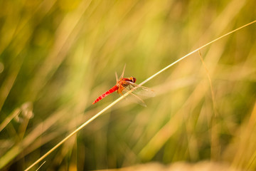 dragonfly on grass