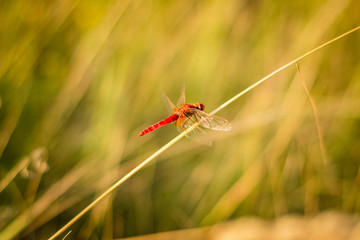 dragonfly on grass