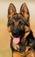 German shepherd puppy looks