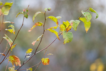 A Black-throated Green Warbler perched in a tree with green leaves in its fall non-breeding plumage.