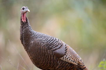 A Wild Turkey stands in front of a smooth background in soft overcast light.