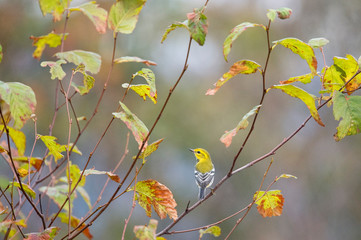 A Black-throated Green Warbler perched in a tree with green leaves in its fall non-breeding plumage.