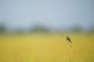 A tiny and cute Marsh Wren perched in the marsh grasses in the early morning sunlight with a smooth background.