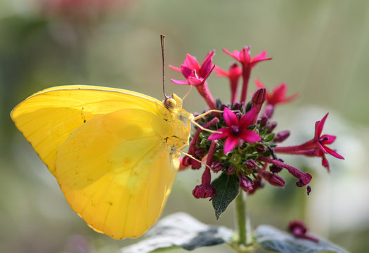yellow butterfly on pink flower