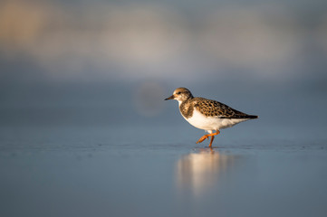 A Ruddy Turnstone walks in shallow water in the golden sunlight with a smooth blue background.