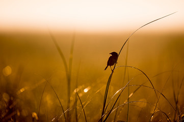 A Seaside Sparrow silhouetted as it perches in the tall marsh grasses in the early morning sunlight.