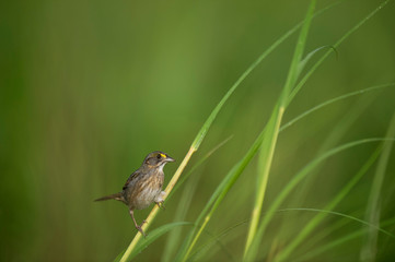 A nice looking Seaside Sparrow perched in in bright green marsh grass in the really soft morning sunlight.