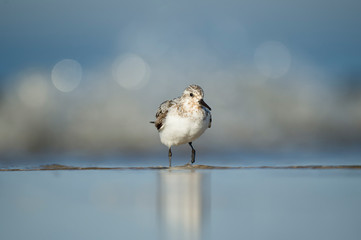 A Sanderling stands on a wet sandy beach in the bright sun with its reflection and a smooth foreground and background.