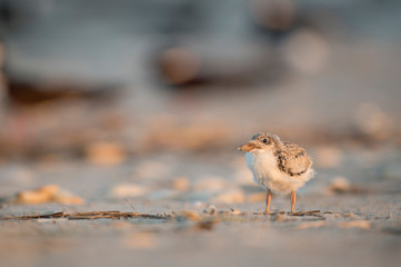 A Black Skimmer chick on the sandy beach in the early morning sunlight.