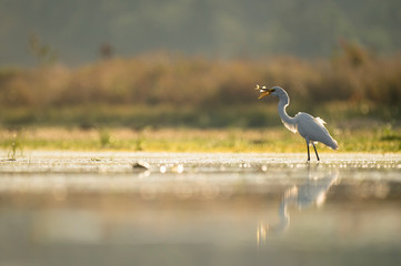 A Great Egret catches a Chain Pickerel fish in the shallow water as it splashes around glowing in the golden morning sunlight with a reflection.