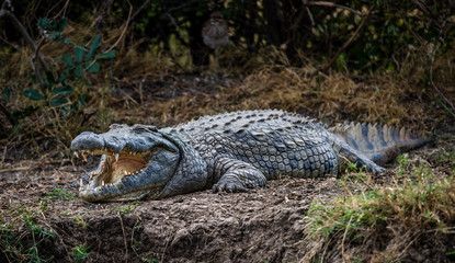 Crocodil with wide open mouth