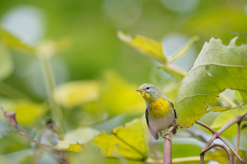 A Northern Parula stretches tall to look out from behind a leaf in soft overcast light.
