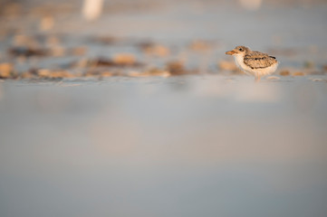 A young American Oystercatcher chick stands on a sandy beach in golden early morning sunlight.