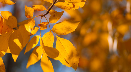 Golden and red autumn foliage covers ground. Colorful backround image of fallen autumn leaves. Nature abstract view of vibrant leaves.