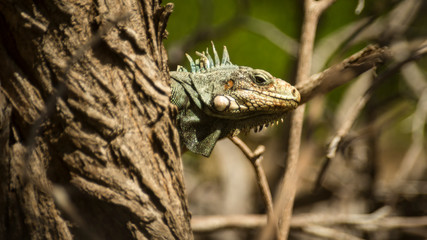 Wild iguana on Guadeloupe