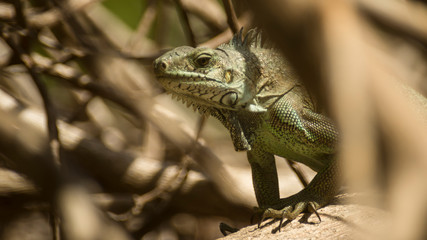 Wild iguana on Guadeloupe