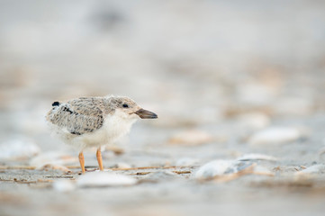 A young American Oystercatcher chick stands on a sandy beach in soft overcast light.