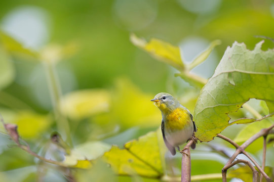 A Northern Parula stretches tall to look out from behind a leaf in soft overcast light.