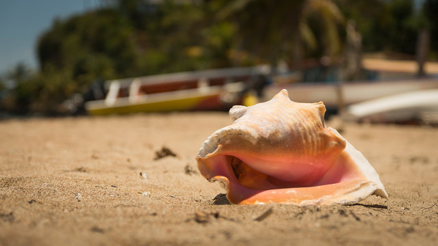 Gueen shell on Guadeloupe