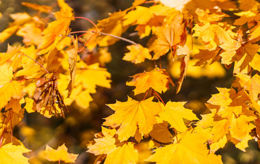 Golden and red autumn foliage covers ground. Colorful backround image of fallen autumn leaves. Nature abstract view of vibrant leaves.
