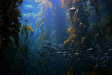 Fototapeta na wymiar swimming around in kelp forest