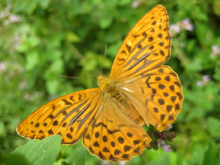 butterfly