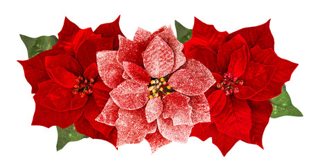 Christmas flower red poinsettia white background