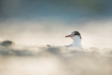 A juvenile Common Tern stands on a sandy beach in the bright sunlight.