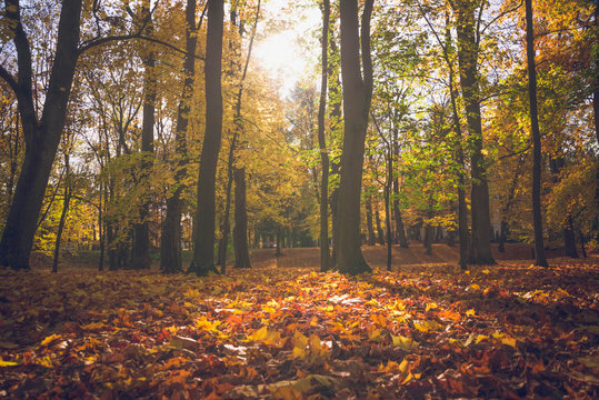 Fallen leaves in autumn forest, park. Vibrant orange color background