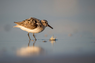 A Sanderling feeds in the shallow surf with its reflection in the wet sand in the early morning sun.