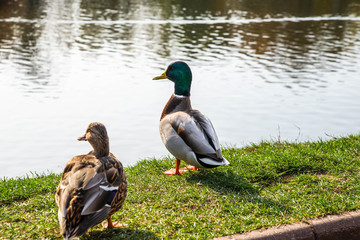 Two ducks starring in the direction, on the background of green grass and reflecting lake water. During sunny day