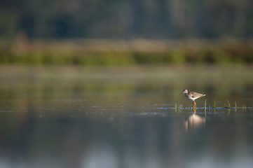 A Lesser Yellowlegs wades in the shallow water in the early morning sunlight with a calm reflection.