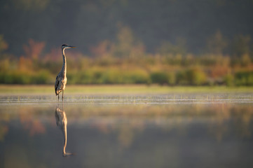 A Great Blue Heron wades in the calm shallow water with its reflection in the early morning...