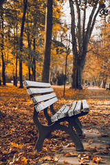 Vertical photo of empty white wooden bench in autumnal park