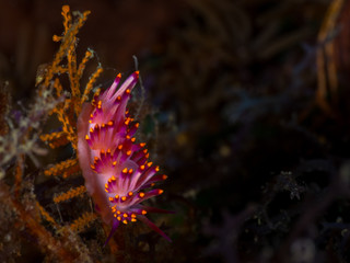 A colorful red and pink nudibranch under water