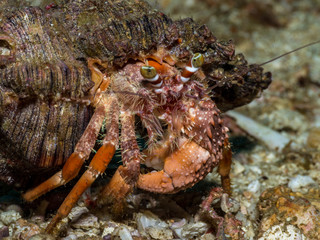 A hermit crab in its shell underwater