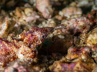Close-up of a sea moth underwater blending into the background due to its excellent camouflage