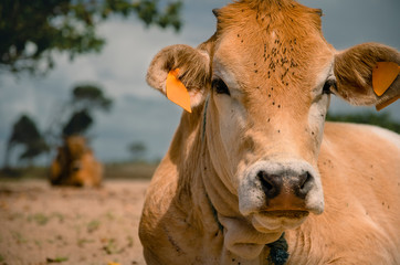 Fototapeta premium Cows in the midle of the pastures.