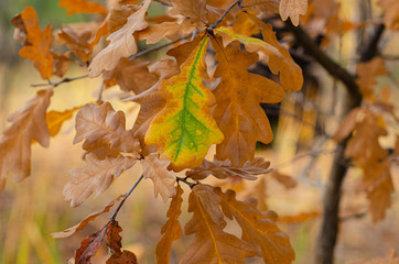 Oak leaf during autumn in a forest