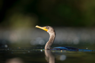 A close-up portrait of a Double-crested Cormorant swimming in the water in the bright sunlight.