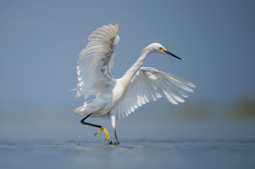 Obraz premium A Snowy Egret runs and flaps its wings in the shallow water chasing fish on a bright sunny day.