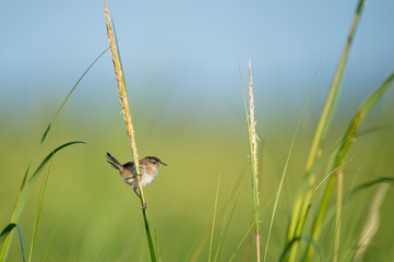 A very small Marsh Wren perched in the tall bright green marsh grasses in the bright morning sunlight.