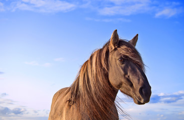 Portrait (head) of semi-feral Konik Polski horse during the sunset. Blue sky with some clouds at the background. Copy space.  © Julija
