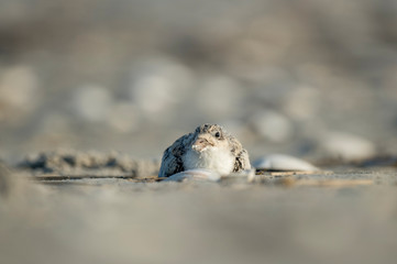 A Black Skimmer chick lays down on the sandy beach in the bright morning sunlight.