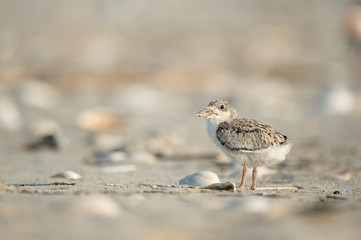 A Black Skimmer chick on a sandy beach in the bright summer sunlight.