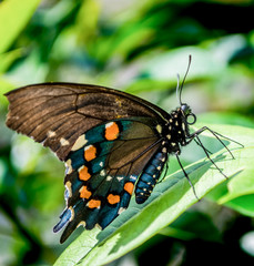 black swallowtail butterfly