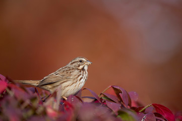 A Song Sparrow perched in bright red and orange leaves in autumn color with a colorful background.